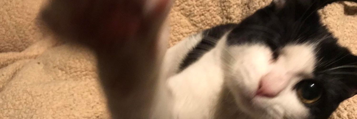 Karen 💕🐈's banner