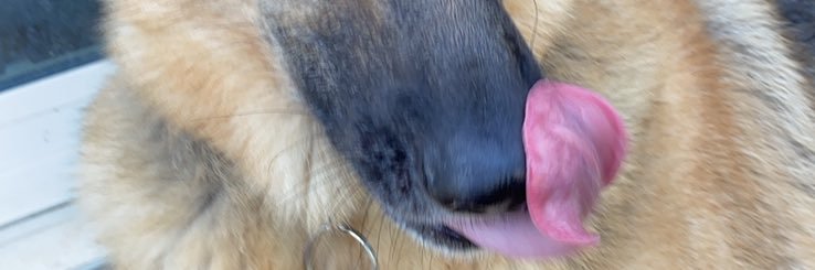 Meowshot 🐺's banner