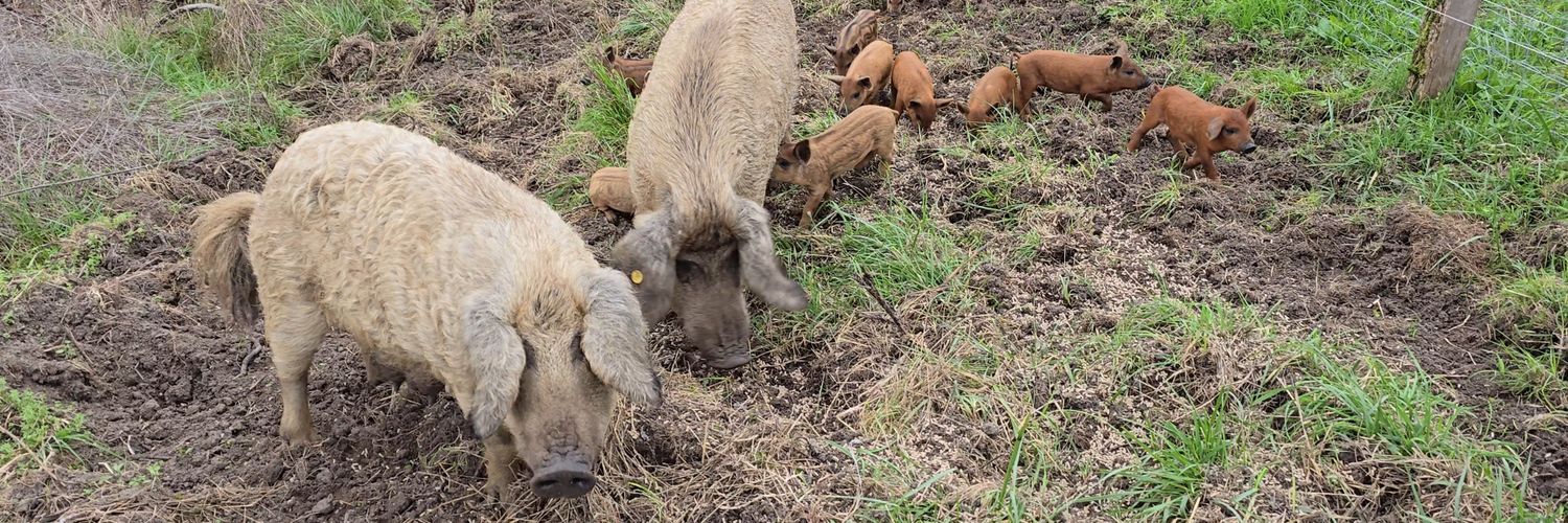 La Ferme des Cochons Laineux's banner