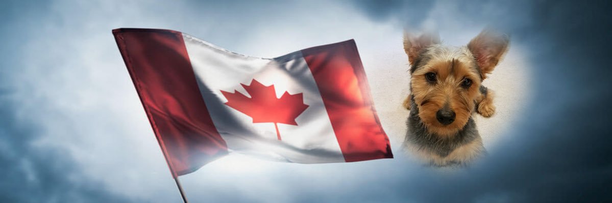𝑹𝒚𝒂𝒏 𝑺𝒂𝒓𝒂𝒊's banner