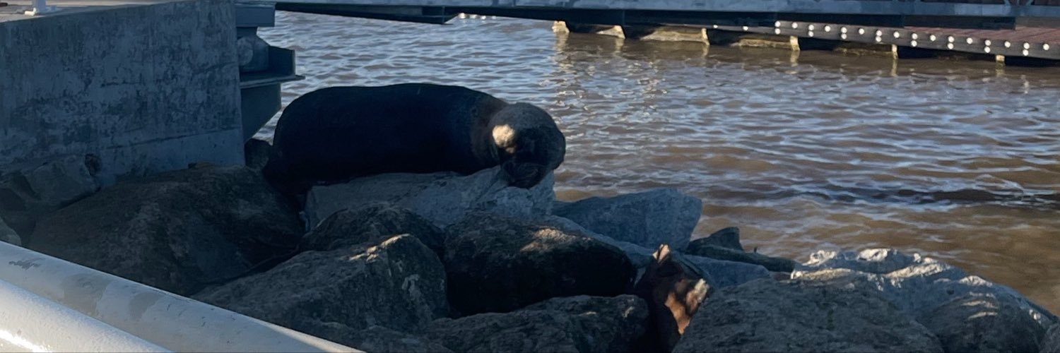kattitomau's banner