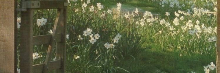 bee ˖ . ݁𝜗𝜚.'s banner