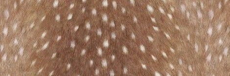 𝓟ercy ⋆'s banner
