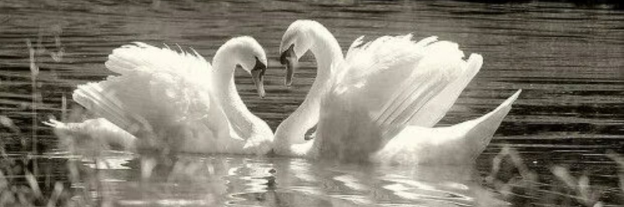 Nina 🦢's banner