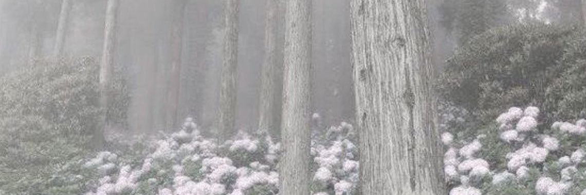 ⊹ ࣪ ˖ juno .⋆˚࿔'s banner