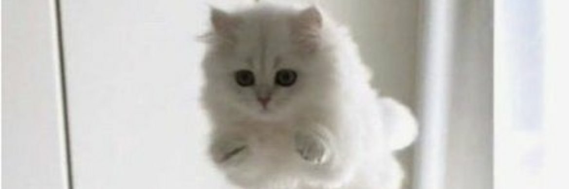 ねねこ🐱🎀's banner