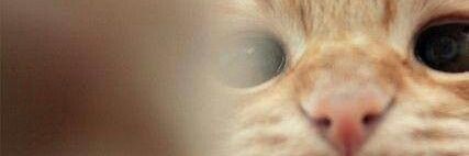 ♭⊙♫♭⊙♫ 🐈's banner