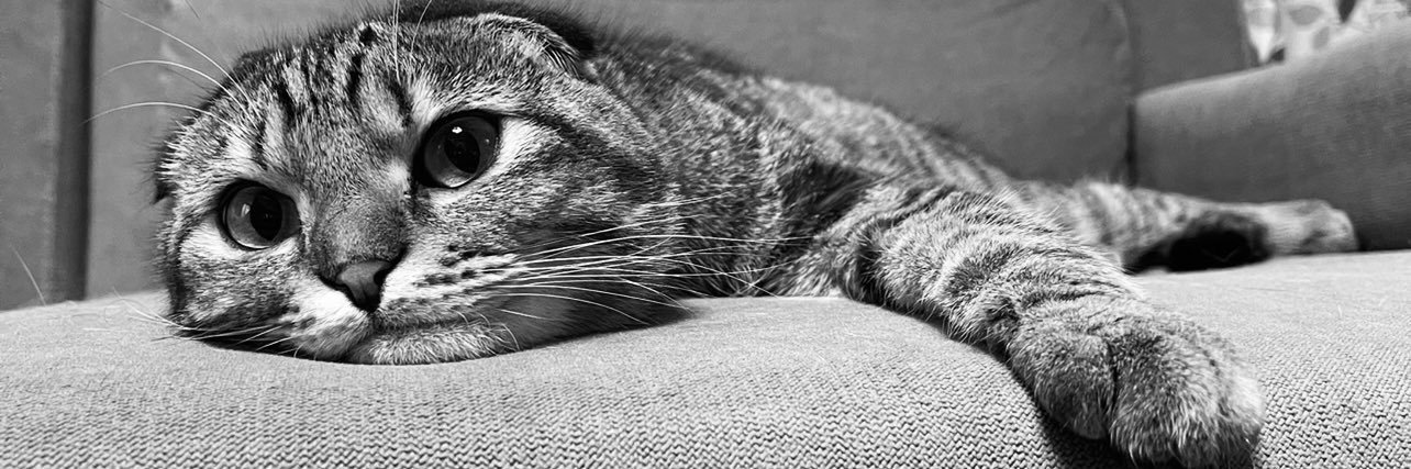 猫部長's banner