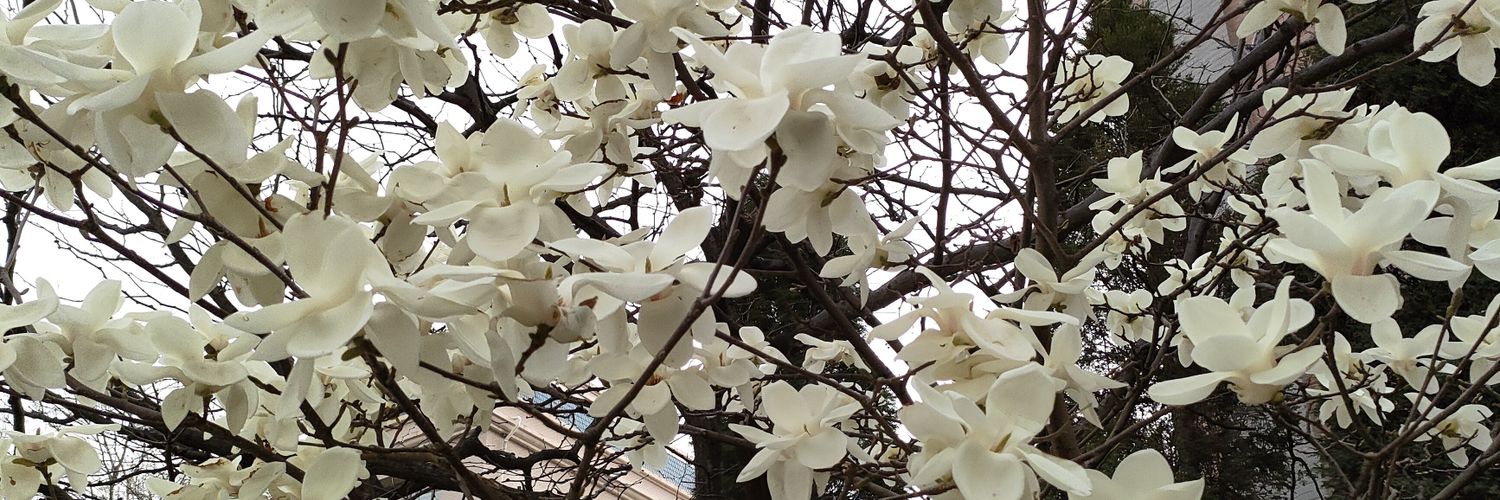 云朵小羊（非重口勿点）'s banner