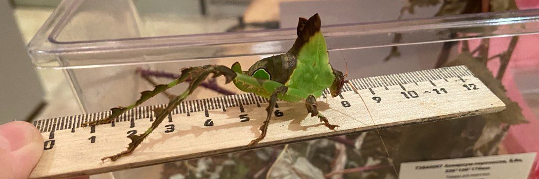 katydidposting 𓆧 (horsetail arc)'s banner