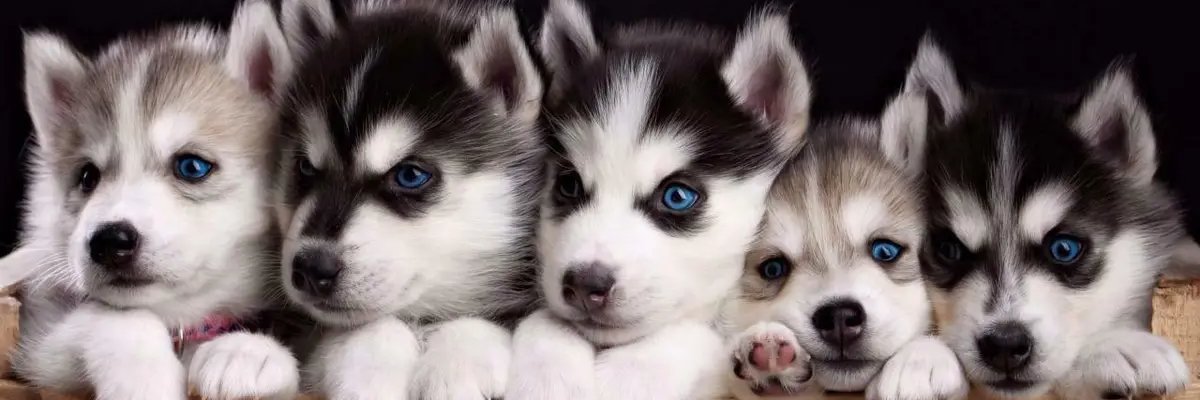 husky lovers hub's banner