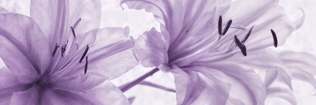 aly's banner