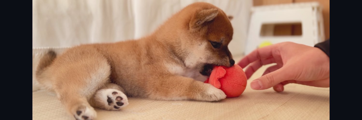 柴犬つくね🐾's banner