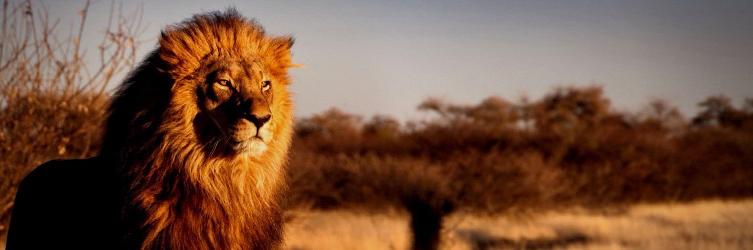 Leo_10 🦁's banner