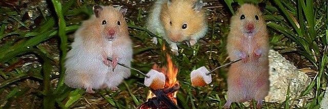 Tweets Of Hamster's banner