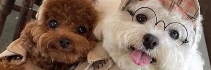 犬のかわいさ伝え隊's banner