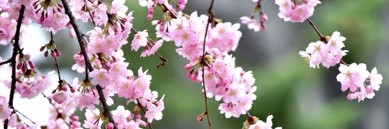 なおまる　🇯🇵衰退から復活へ❗️'s banner