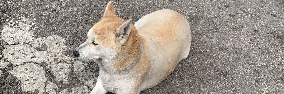 忠犬．攻繩師🍊's banner