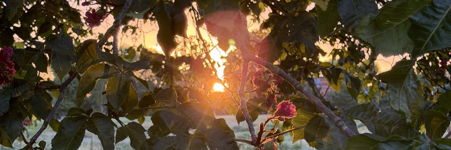 Alizé's banner