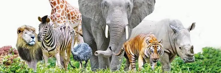 Tendencias de Animales's banner