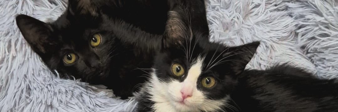 xKittyx's banner