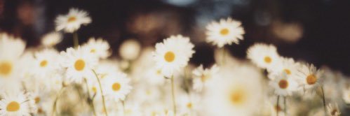 Marley ✨'s banner
