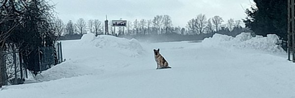 Piotrek (bo RODO)'s banner