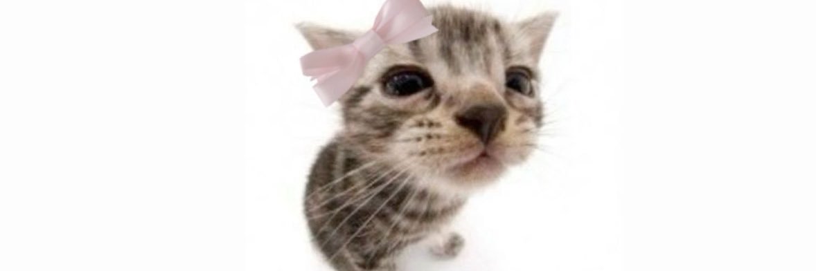 Kitty Committee's banner