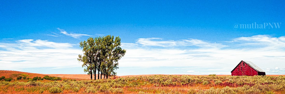 MuthaPNW 🌲🦅🇺🇸's banner