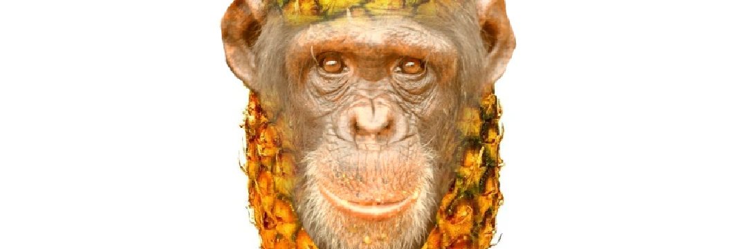 pineapple chimp's banner