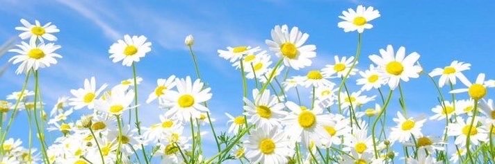 Maran Patsy🌼's banner