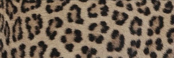 fershy ✮⋆˙ 🐆's banner