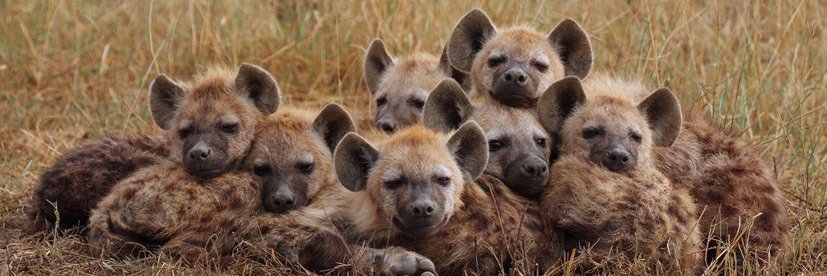yeen puppy🔜LVFC's banner
