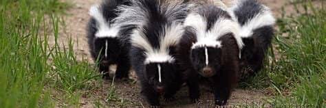 skunk puppy🔜LVFC's banner