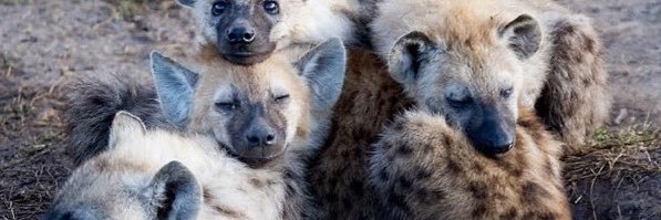 yeen puppy🔜AQF, MFF's banner