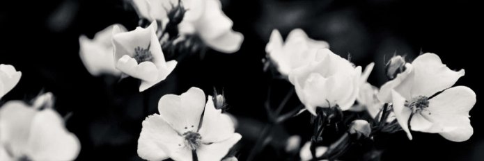 Luke/Twilight #TeamCrystalDawnKennedie's banner