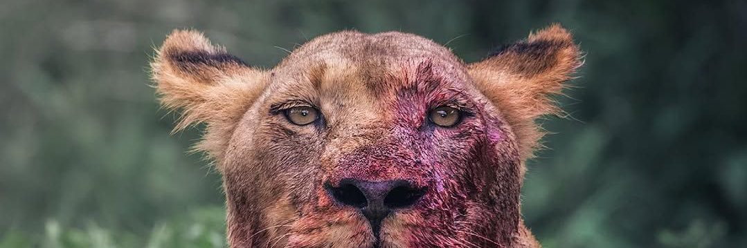 SAFKING's banner