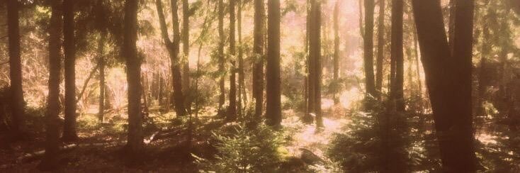 sydney ❀'s banner