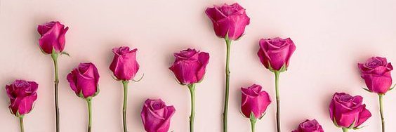 Fatma Ceylan 💎's banner