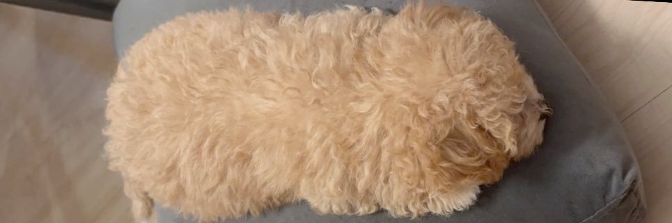 からあげという犬's banner