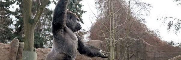 harambe_musk🍌's banner