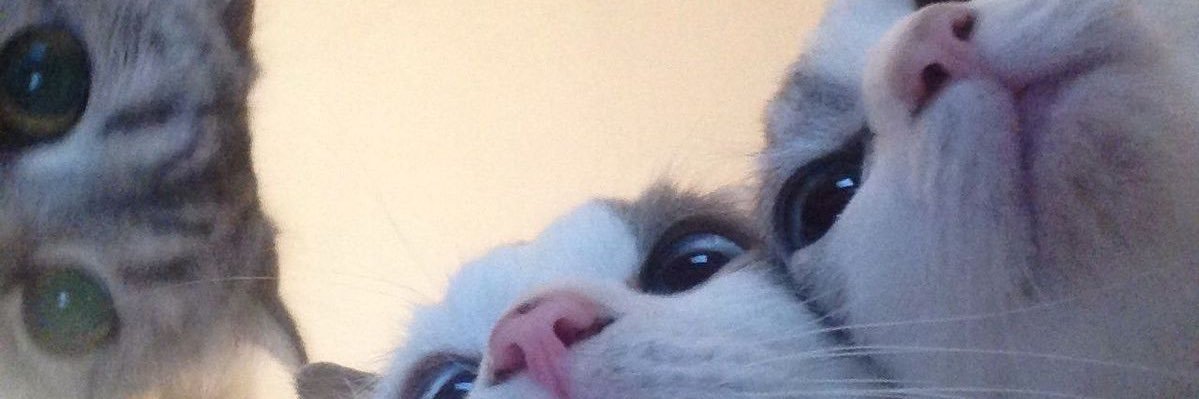 kitty's banner