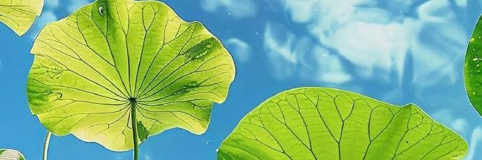 高傲的海燕's banner