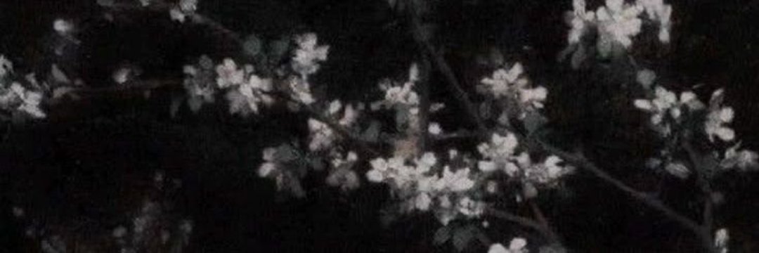 زرقاء اليمامة 🕊's banner
