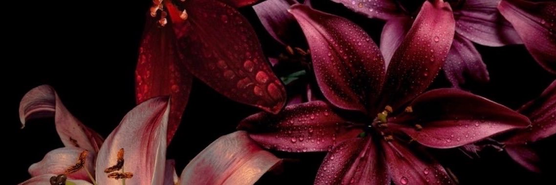 Kelli🌸's banner
