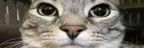 Gato 🐐's banner