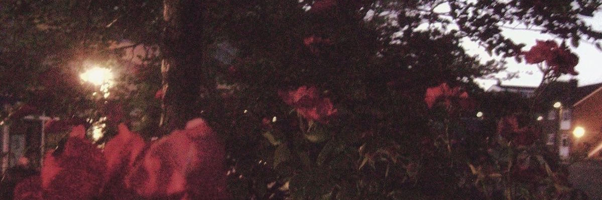 mily 𓆩♡𓆪's banner