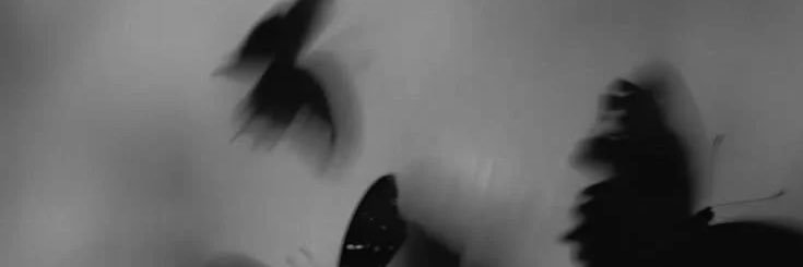 mily 𓆩♡𓆪's banner