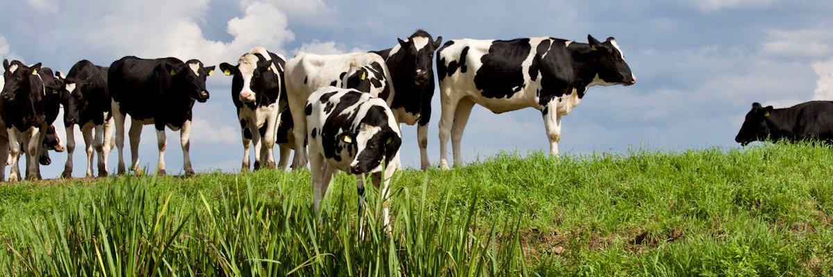 Beefbooger's banner