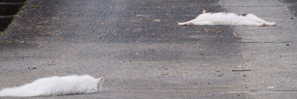 空犬's banner